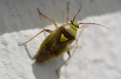 Lygus sp.